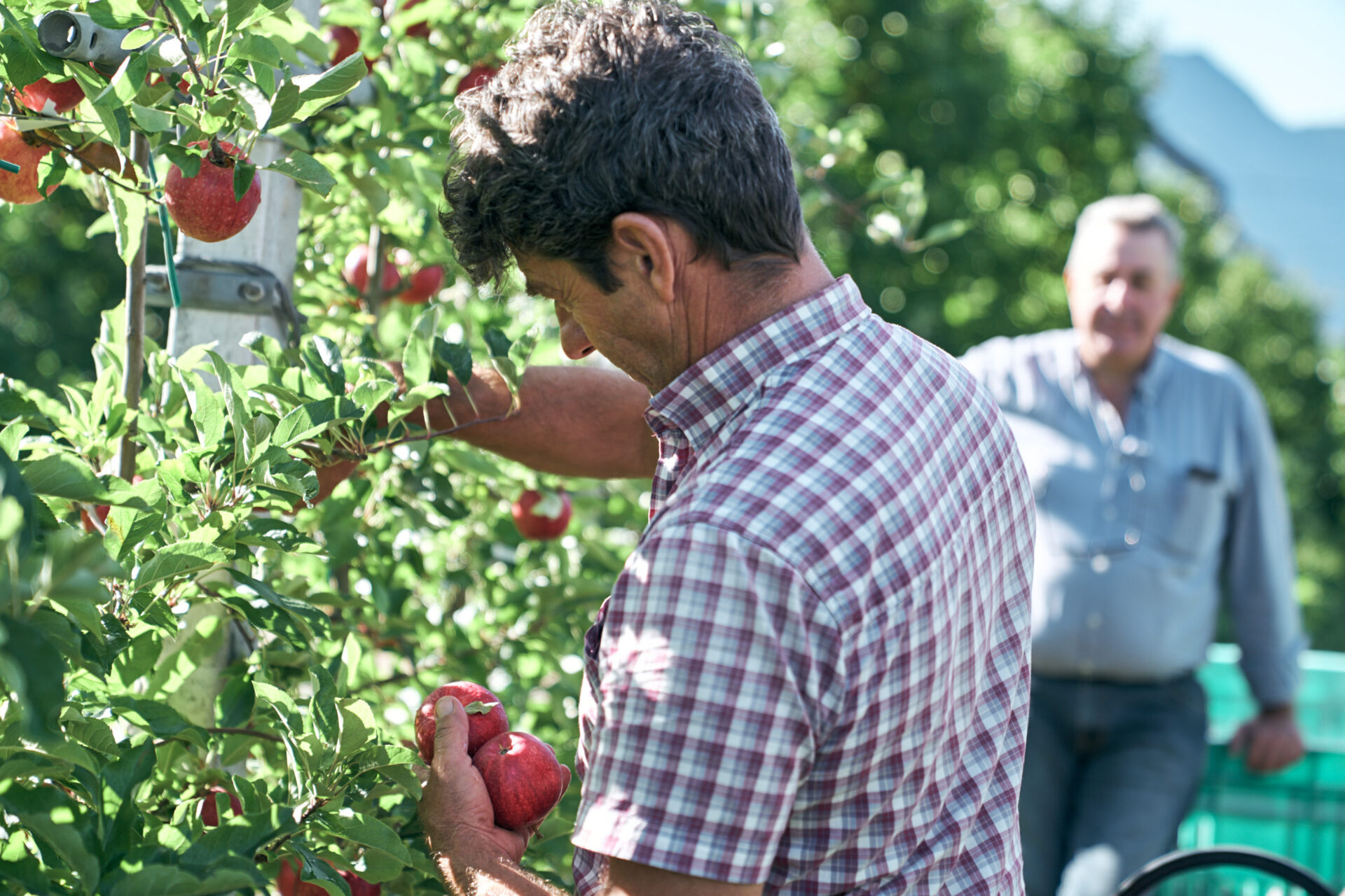 Agricoltori durante la raccolta delle mele
