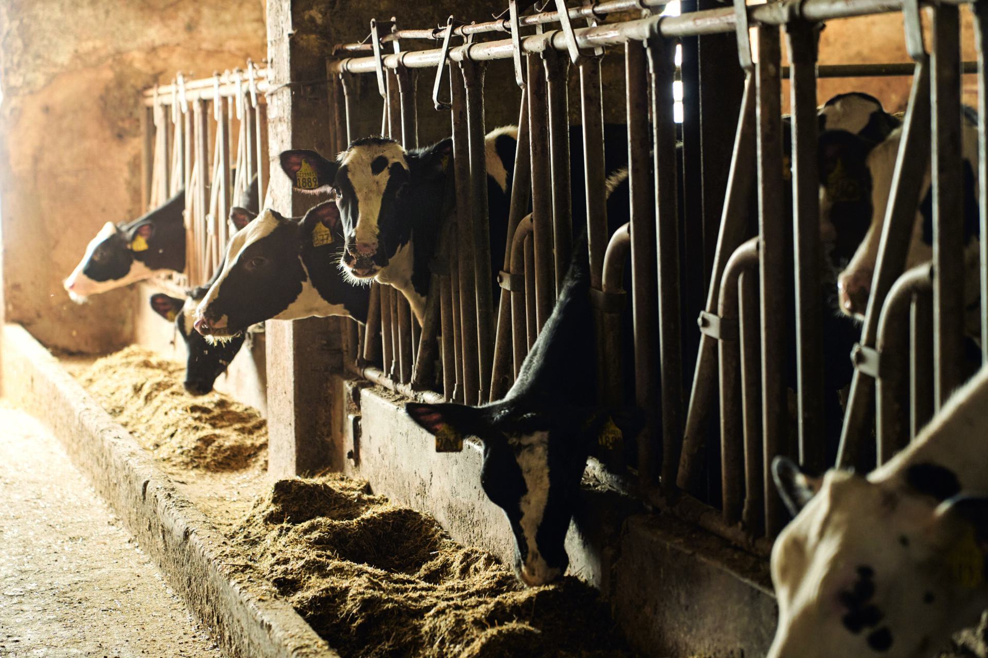 Bovini in stalla durante l'alimentazione